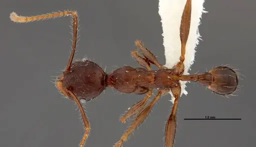 Pheidole lagunculinoda - CASENT0609877