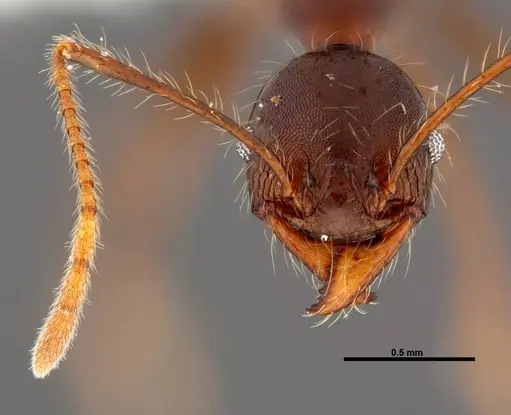 Pheidole lagunculinoda - CASENT0609877