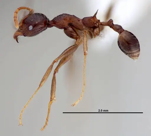 Pheidole lagunculinoda - CASENT0609877