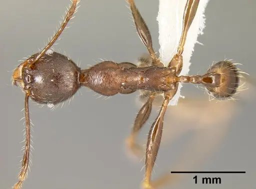 Pheidole lagunculinoda - CASENT0609878