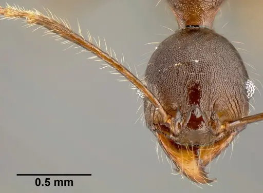 Pheidole lagunculinoda - CASENT0609878