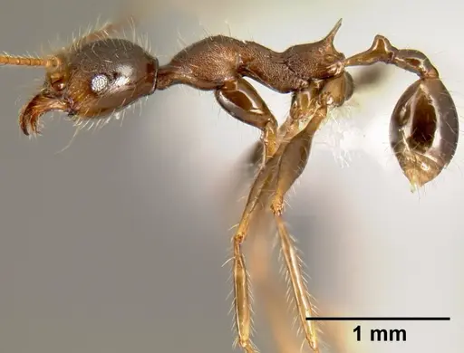 Pheidole lagunculinoda - CASENT0609878