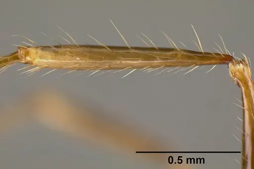 Pheidole lagunculinoda - CASENT0609878