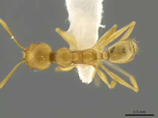 Pheidole laidlowi specimen
