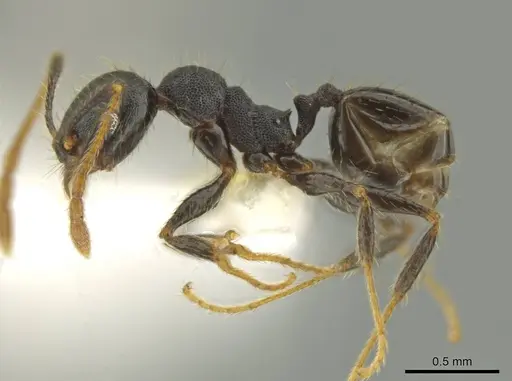 Pheidole lamancha specimen