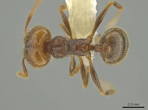 Pheidole lamancha - CASENT0641071