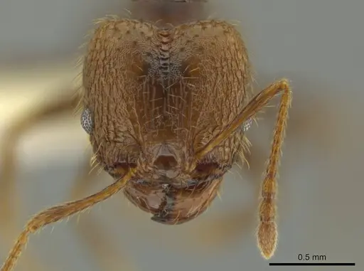 Pheidole lamancha - CASENT0641071