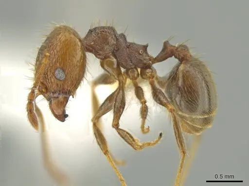 Pheidole lamancha - CASENT0641071