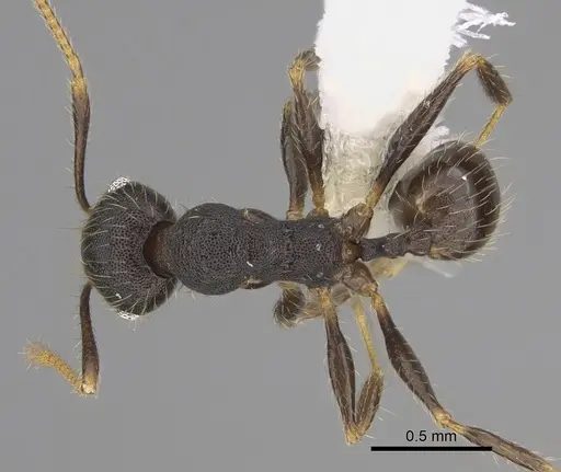 Pheidole lamancha - CASENT0646543