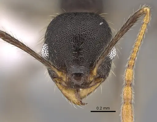 Pheidole lamancha - CASENT0646543