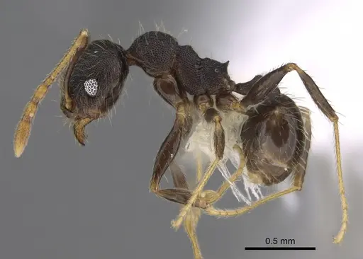 Pheidole lamancha - CASENT0646543
