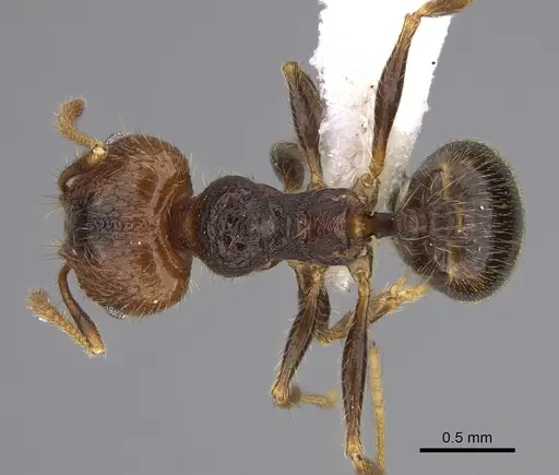 Pheidole lamancha - CASENT0646546