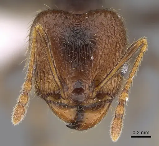 Pheidole lamancha - CASENT0646546