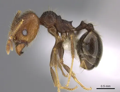 Pheidole lamancha - CASENT0646546