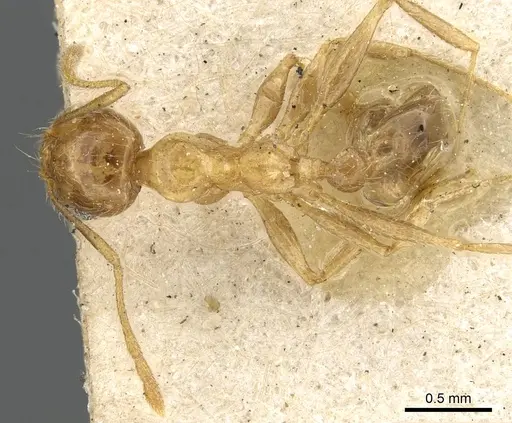Pheidole lamellinoda specimen