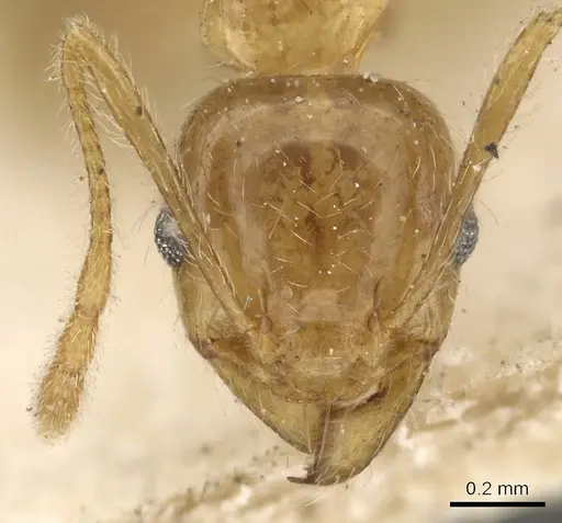 Pheidole lamellinoda specimen