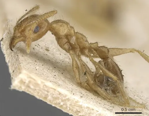 Pheidole lamellinoda specimen