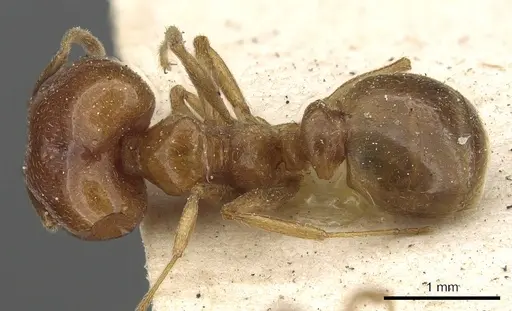 Pheidole lamellinoda - CASENT0901500