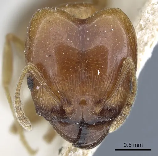 Pheidole lamellinoda - CASENT0901500