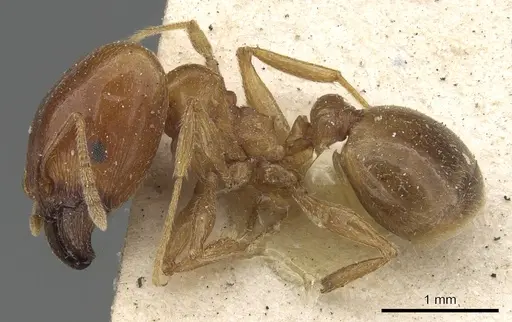 Pheidole lamellinoda - CASENT0901500