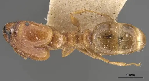 Pheidole lamellinoda - CASENT0907920