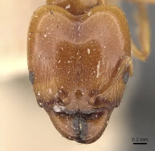 Pheidole lamellinoda - CASENT0907920