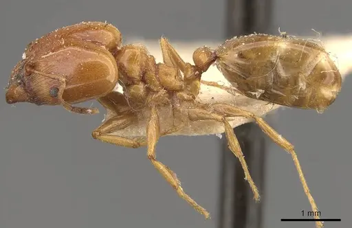 Pheidole lamellinoda - CASENT0907920