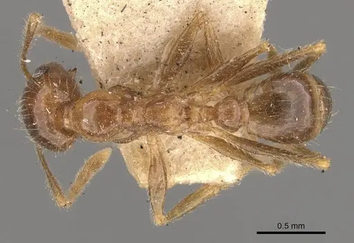 Pheidole lamellinoda - CASENT0907921