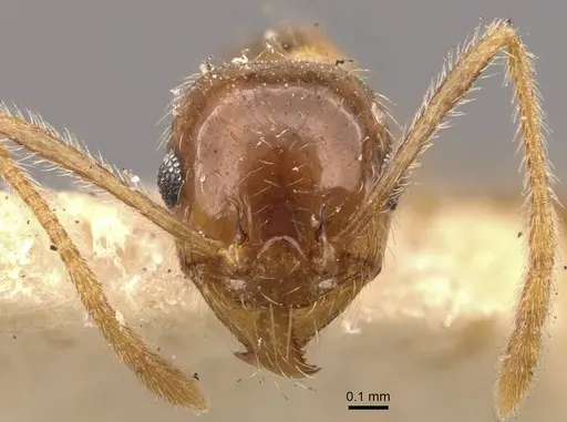 Pheidole lamellinoda - CASENT0907921