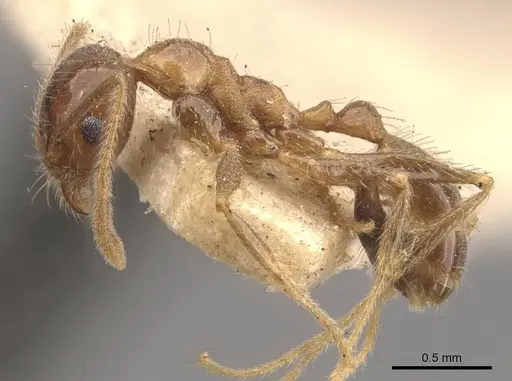 Pheidole lamellinoda - CASENT0907921