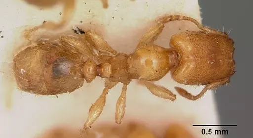 Pheidole lamia specimen