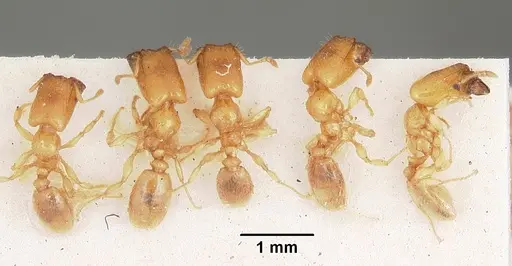 Pheidole lamia specimen
