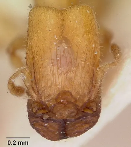 Pheidole lamia specimen