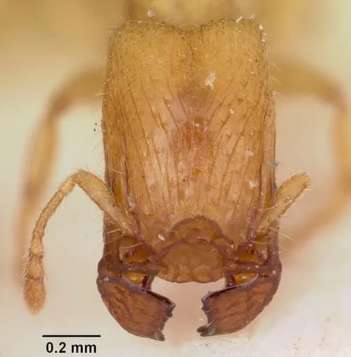 Pheidole lamia - CASENT0104664