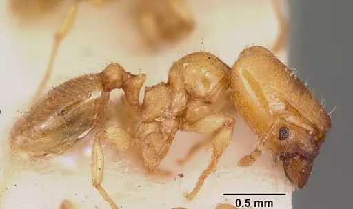 Pheidole lamia - CASENT0104664