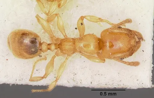 Pheidole lamia - CASENT0104698