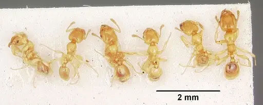 Pheidole lamia - CASENT0104698