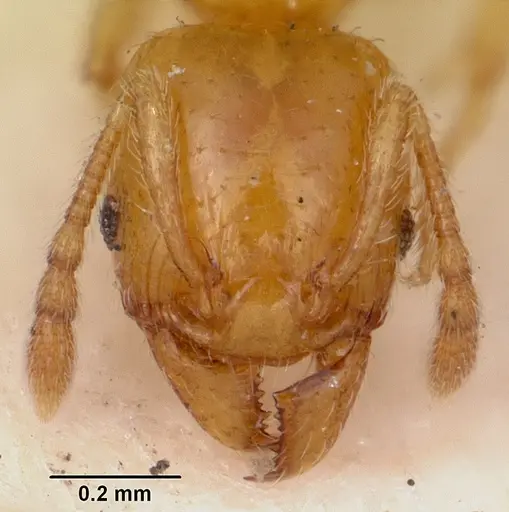 Pheidole lamia - CASENT0104698