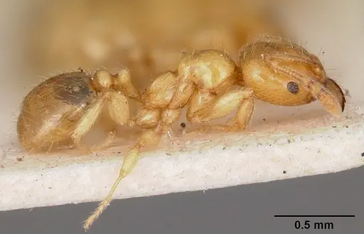 Pheidole lamia - CASENT0104698