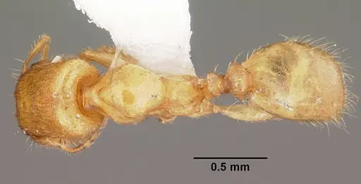 Pheidole lamia - CASENT0104787