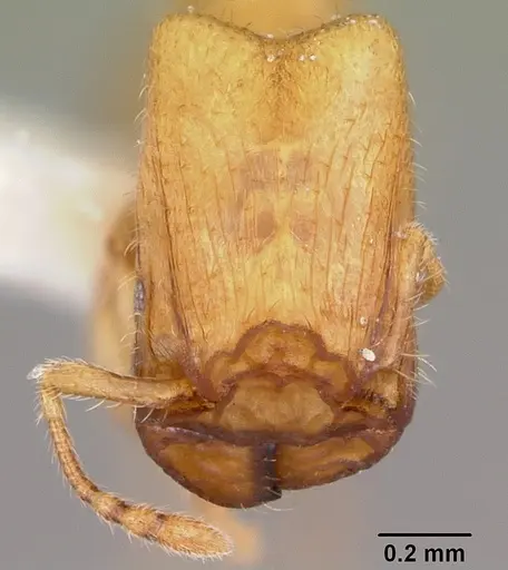 Pheidole lamia - CASENT0104787