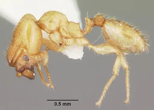 Pheidole lamia - CASENT0104787