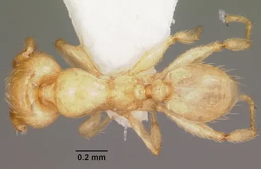 Pheidole lamia - CASENT0104788