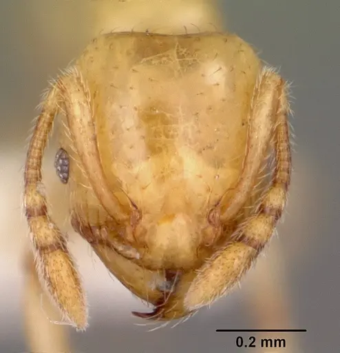Pheidole lamia - CASENT0104788