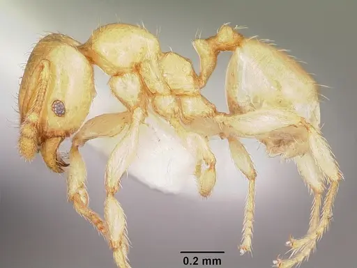 Pheidole lamia - CASENT0104788