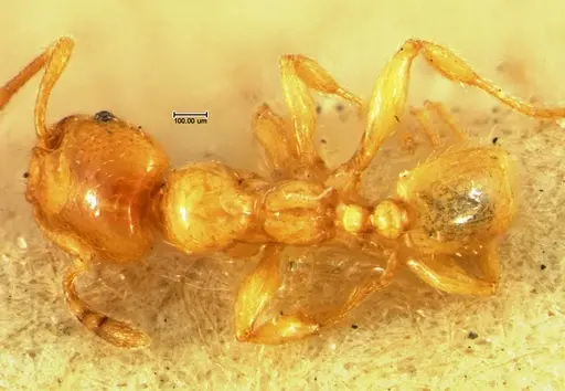 Pheidole lamia - CASENT0105647