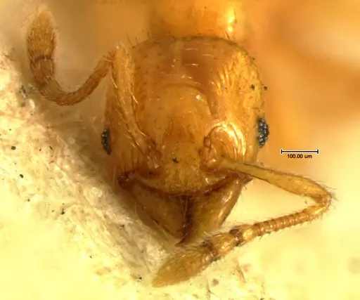 Pheidole lamia - CASENT0105647