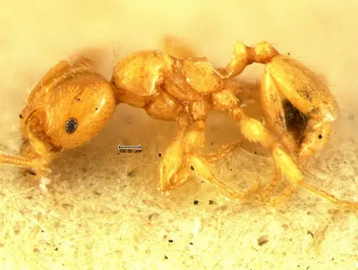 Pheidole lamia - CASENT0105647