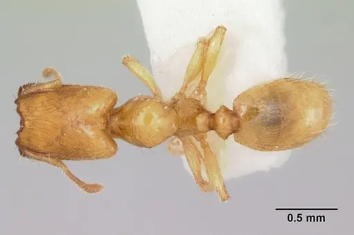 Pheidole lamia - CASENT0172695