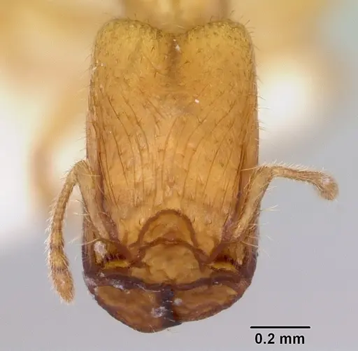 Pheidole lamia - CASENT0172695